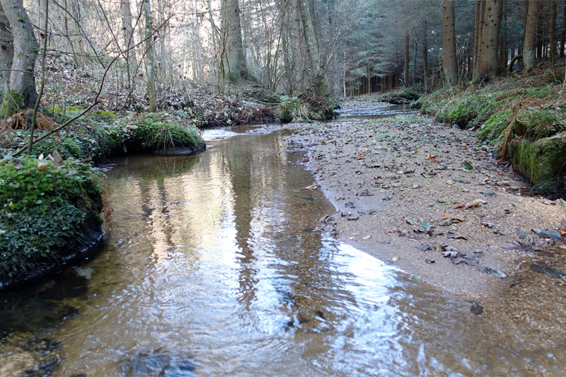 Fluß im Wald