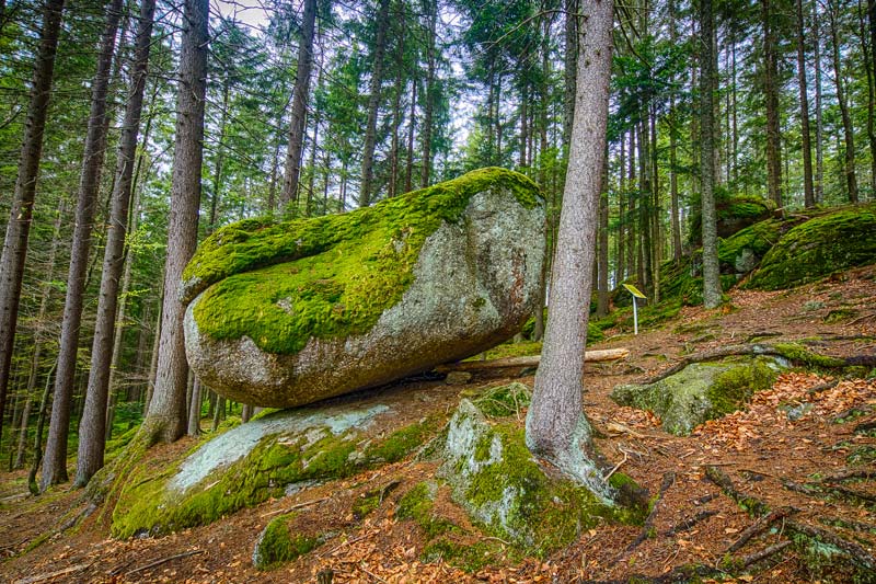 Wald mit Steinen